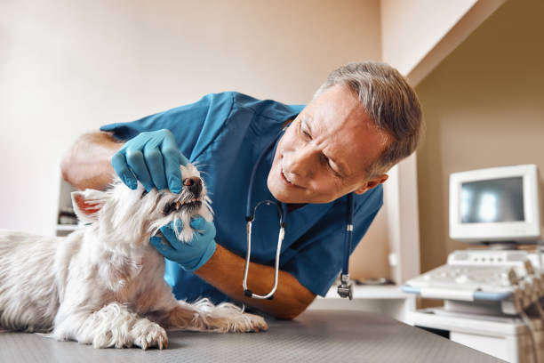 Best Broken or Cracked Tooth Emergency Dentist in Payson, UT
